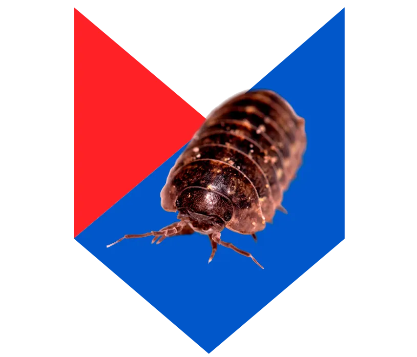 Мокрица Мокрица